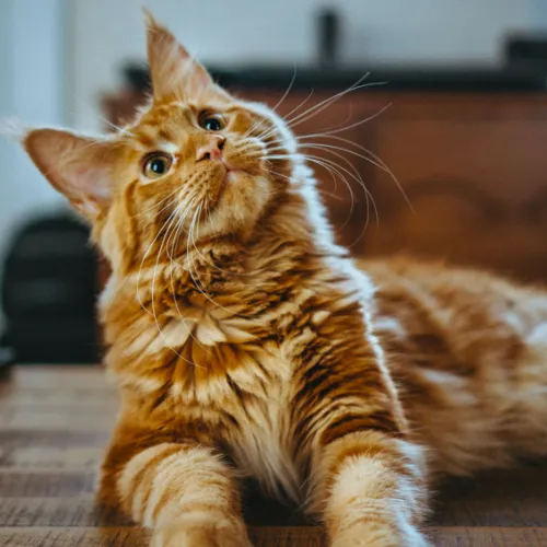 Cat mood