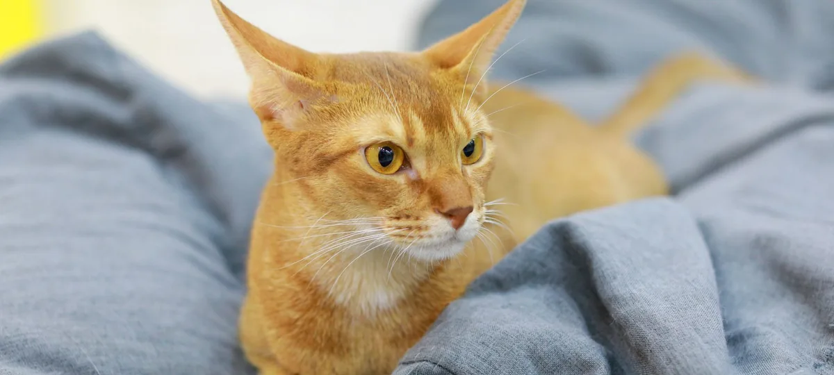 a abyssinian cat
