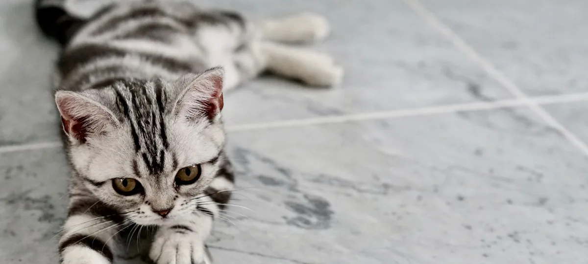 a american shorthair cat