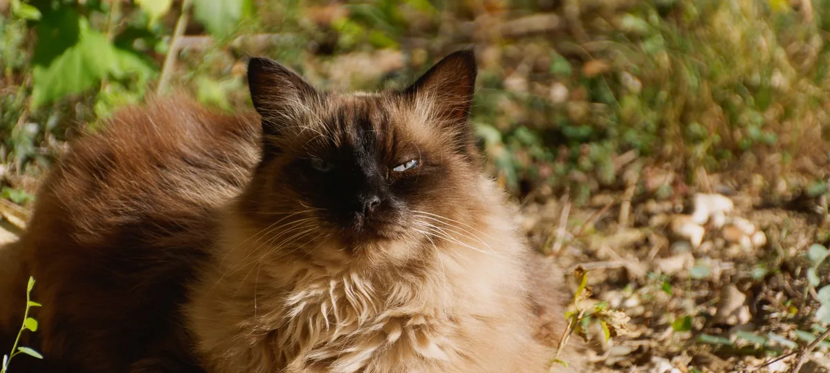a balinese cat