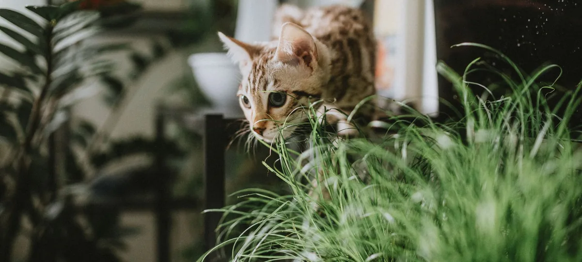 a bengal cat