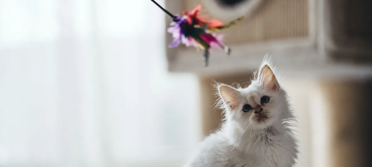 a birman cat