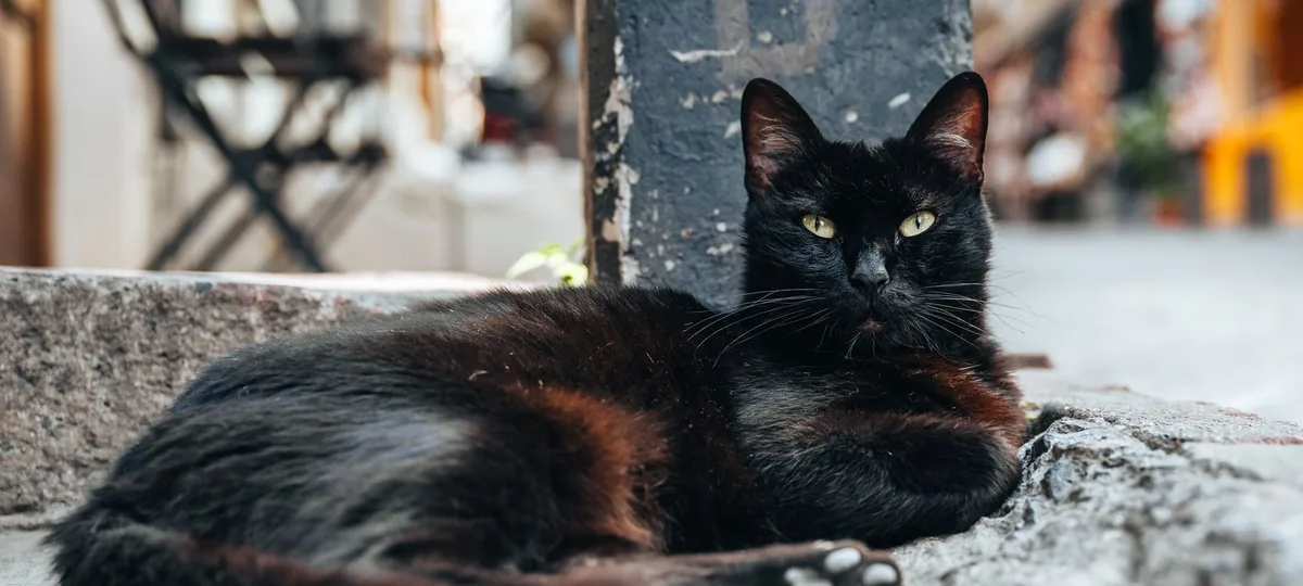 a bombay cat