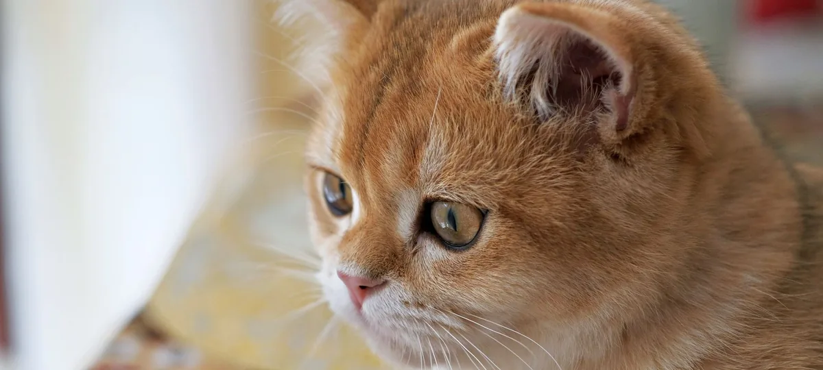 a british shorthair cat