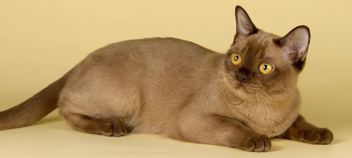 a burmese cat