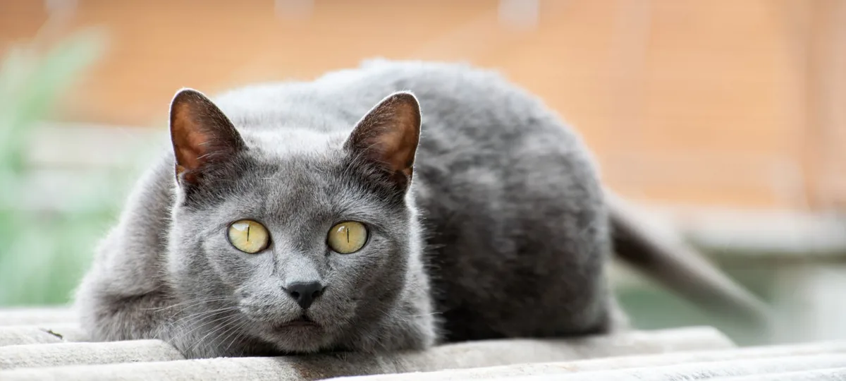 a chartreux cat