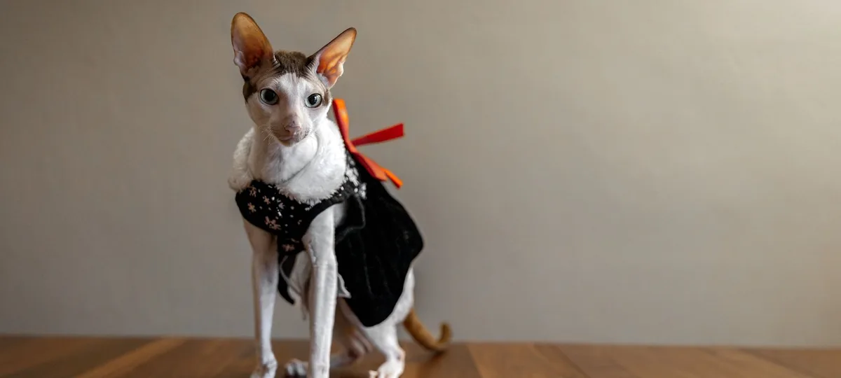 a cornish rex cat