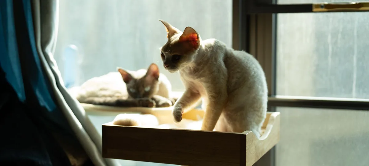 a devon rex cat