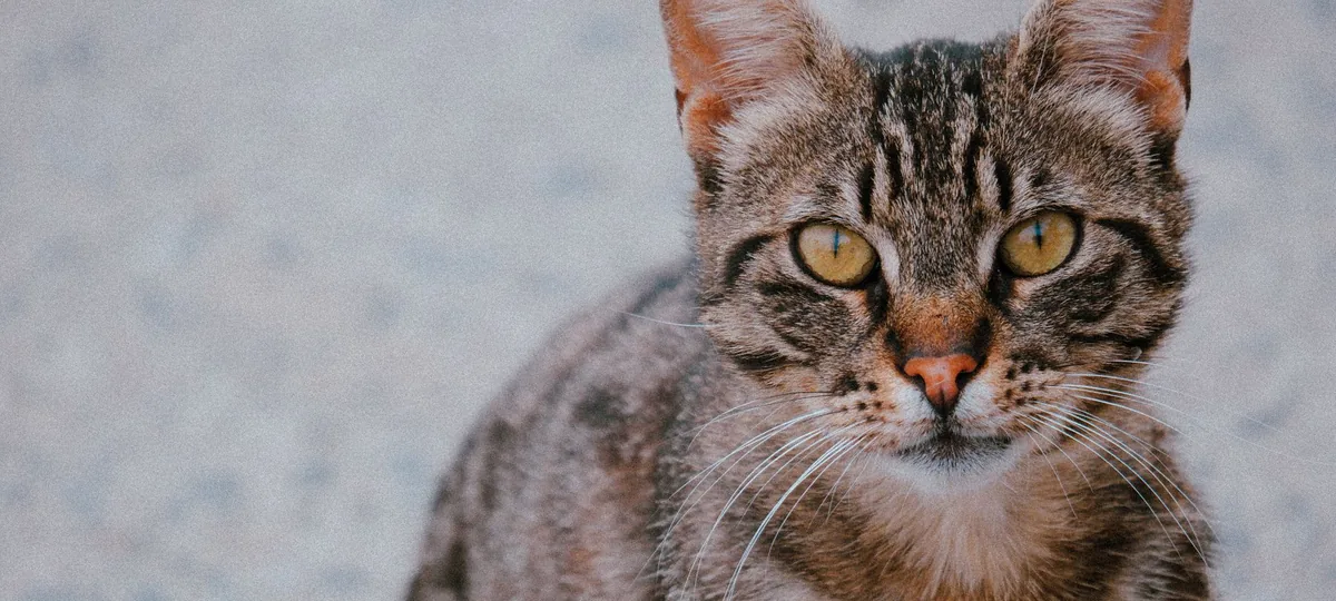 a egyptian mau cat