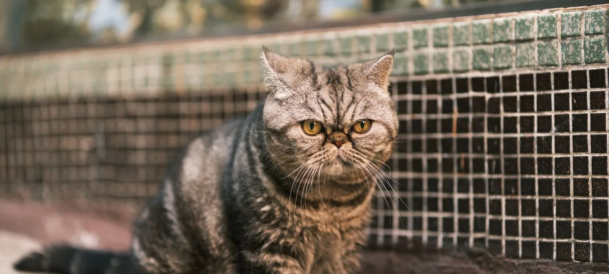 a exotic shorthair cat