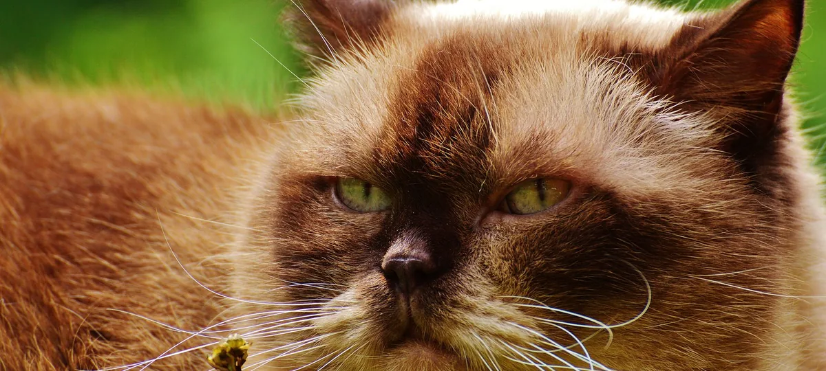 a himalayan cat