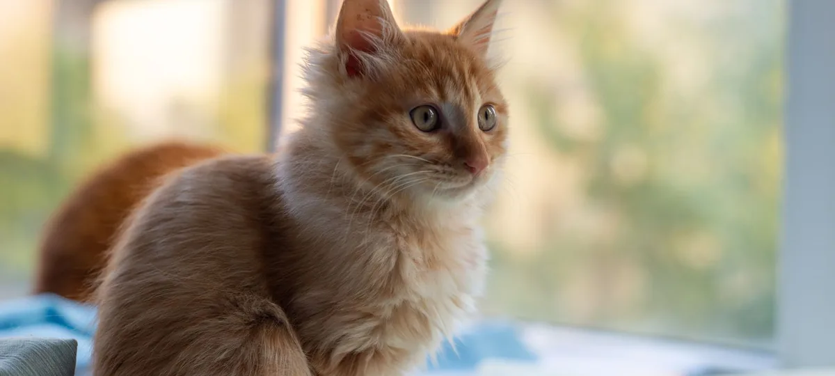 a kurilian bobtail cat