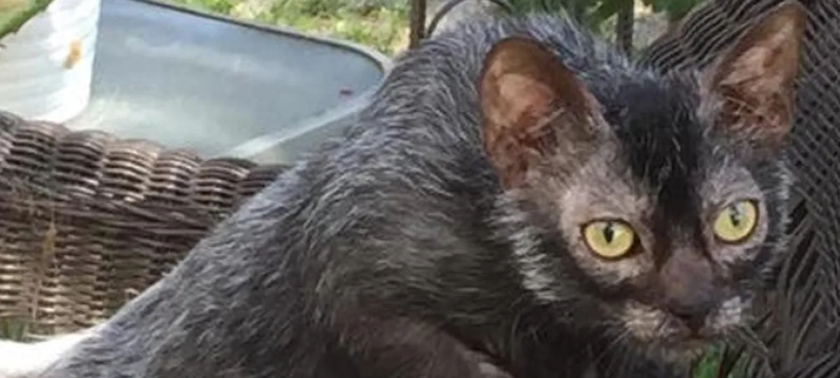 a lykoi cat