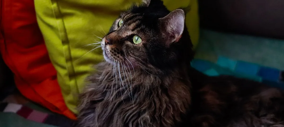 a maine coon cat