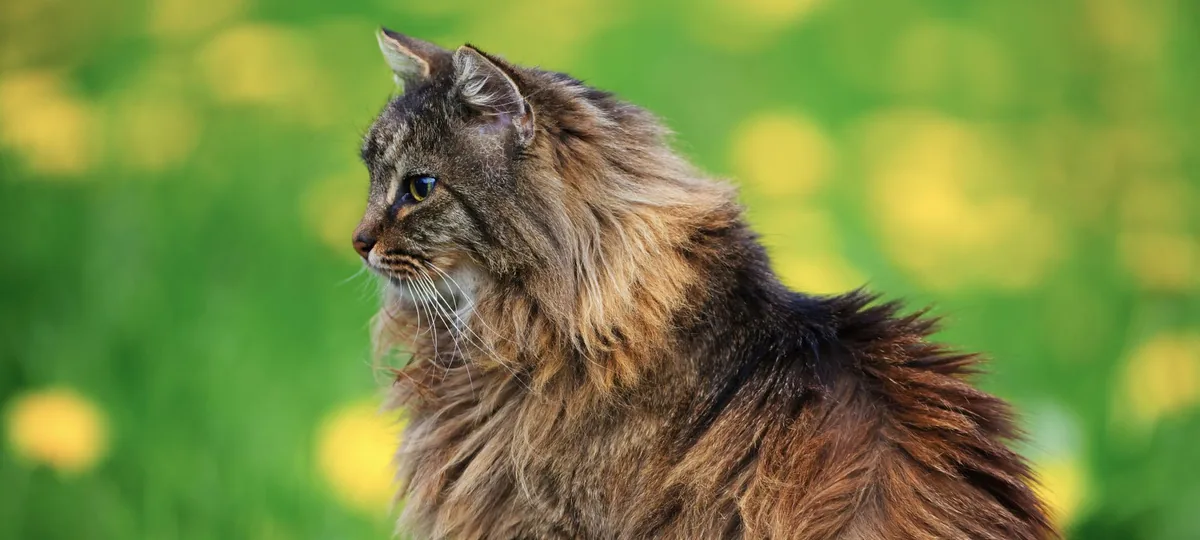 a norwegian forest cat
