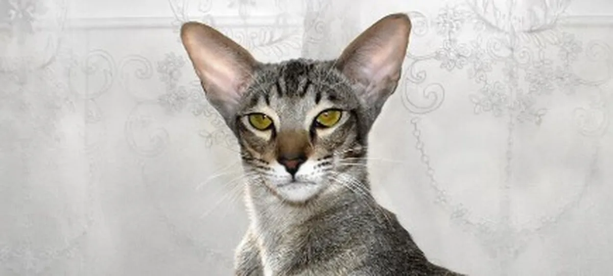 a oriental shorthair cat