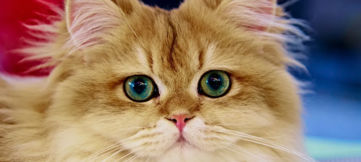 a persian cat