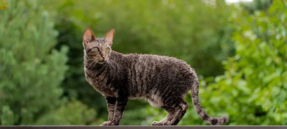 a peterbald cat