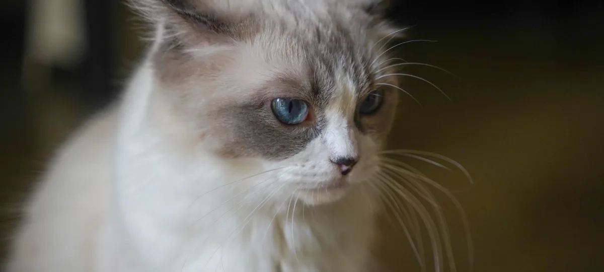 a ragdoll cat