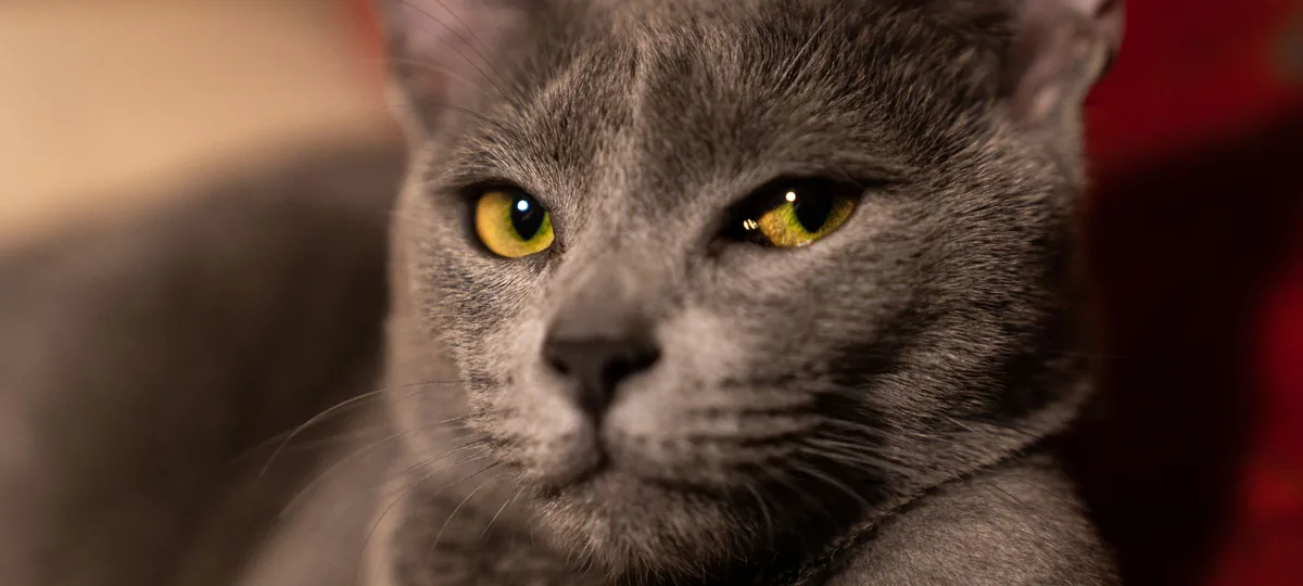 a russian blue cat