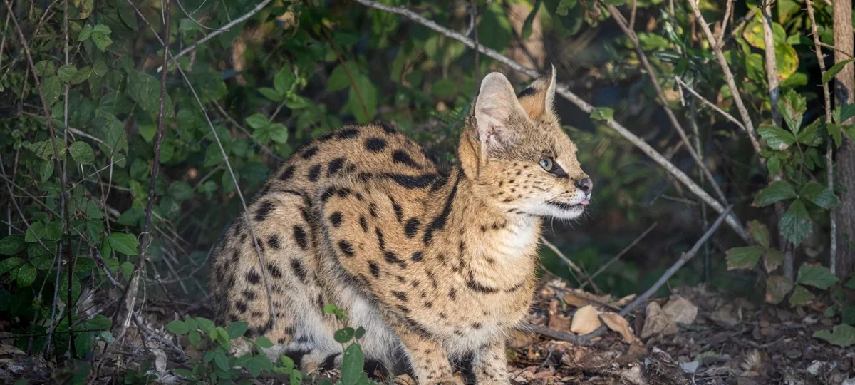 a savannah cat