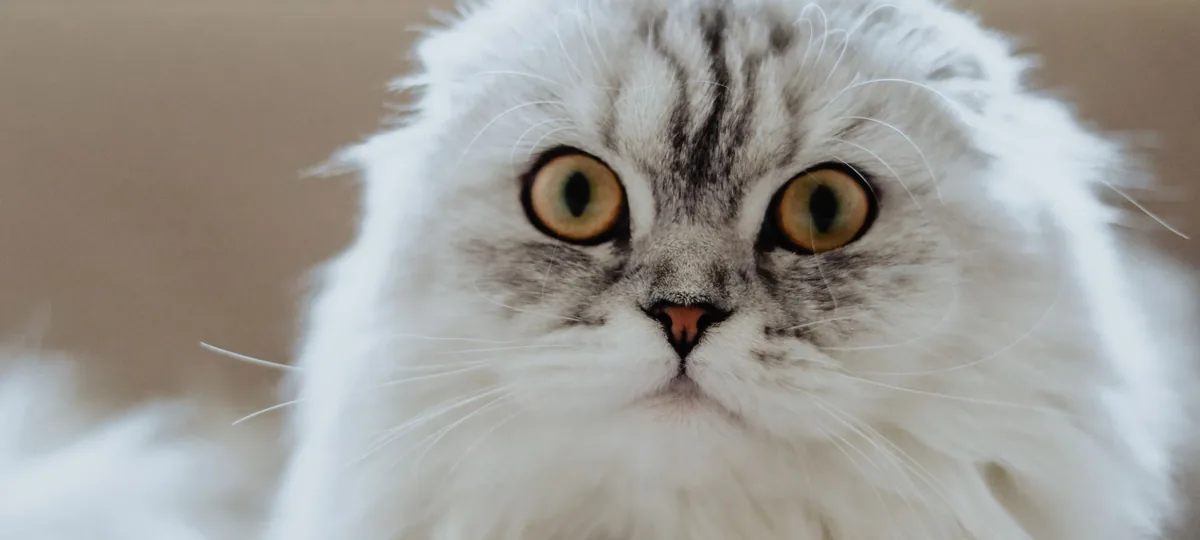 a scottish fold cat