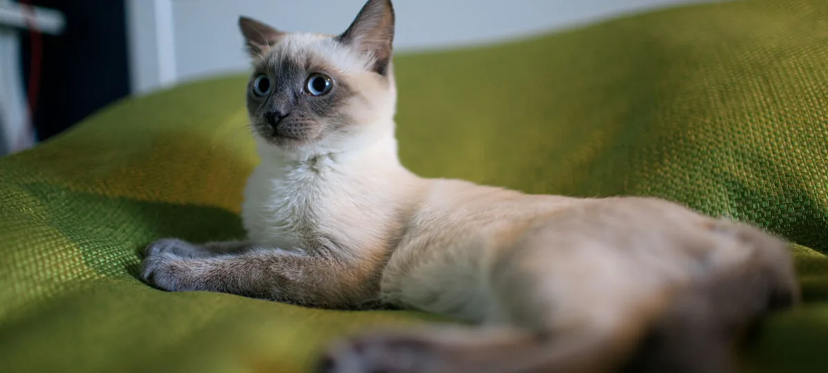 a siamese cat