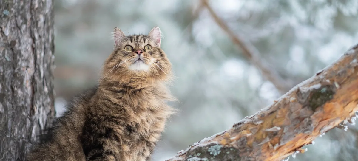 a siberian cat