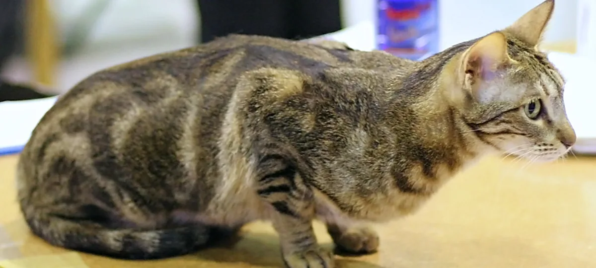 a sokoke cat