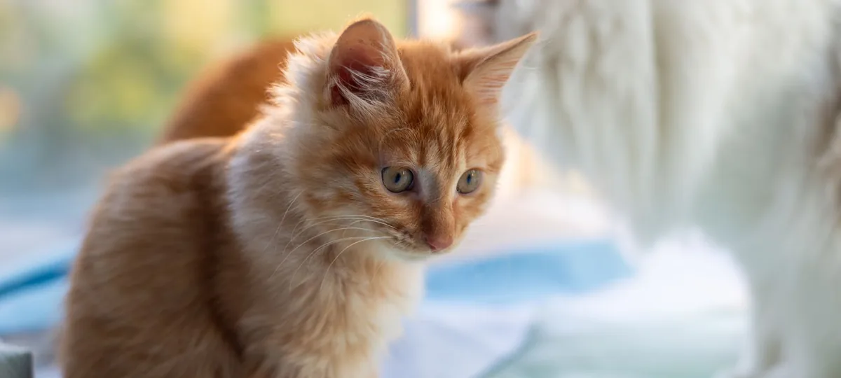 a somali cat