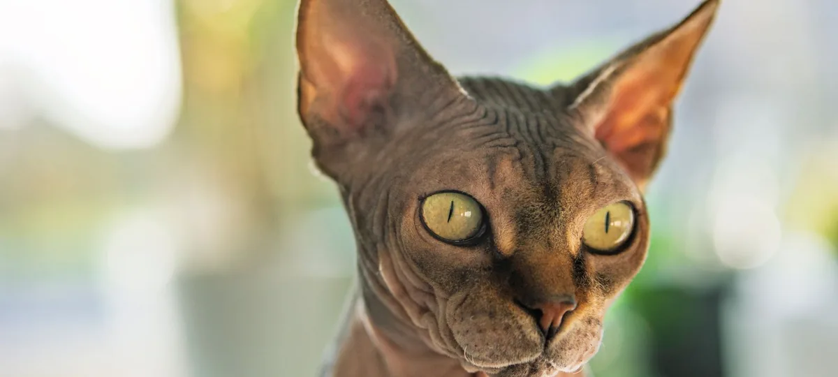 a sphynx cat