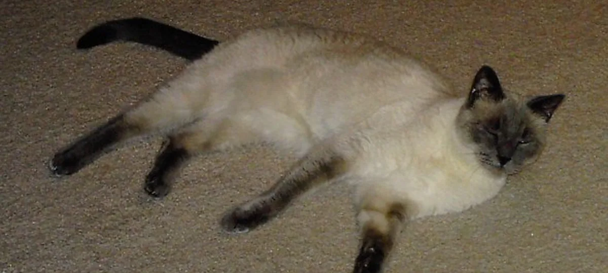 a tonkinese cat