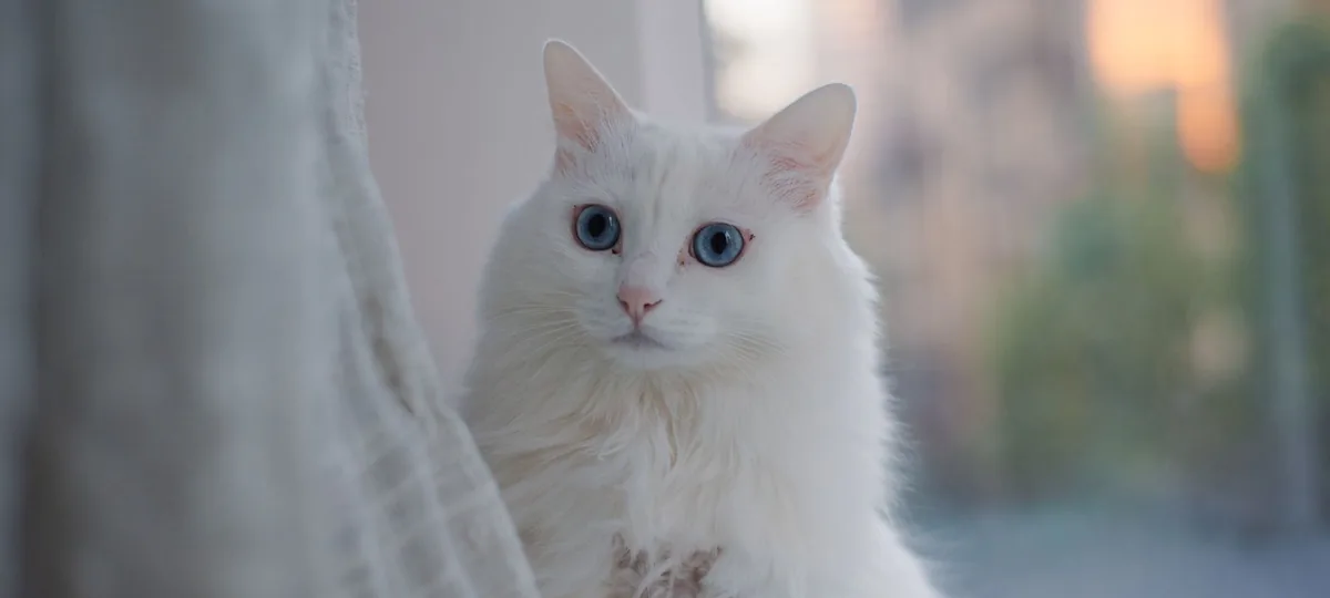 a turkish angora cat