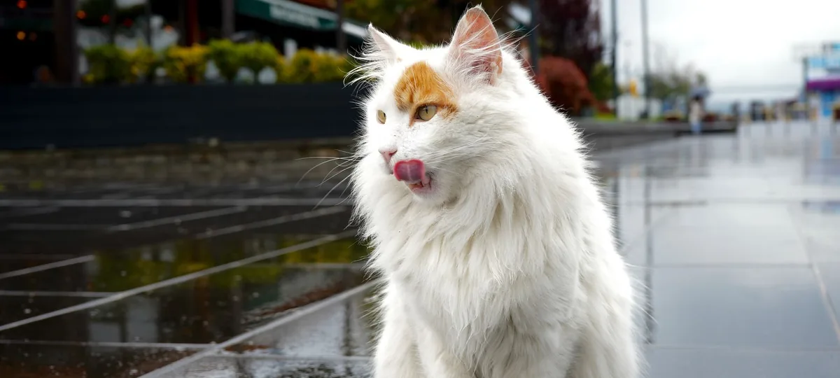 a turkish van cat