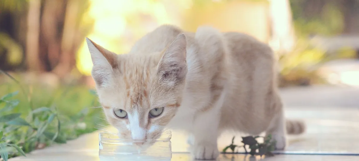 can cats drink milk
