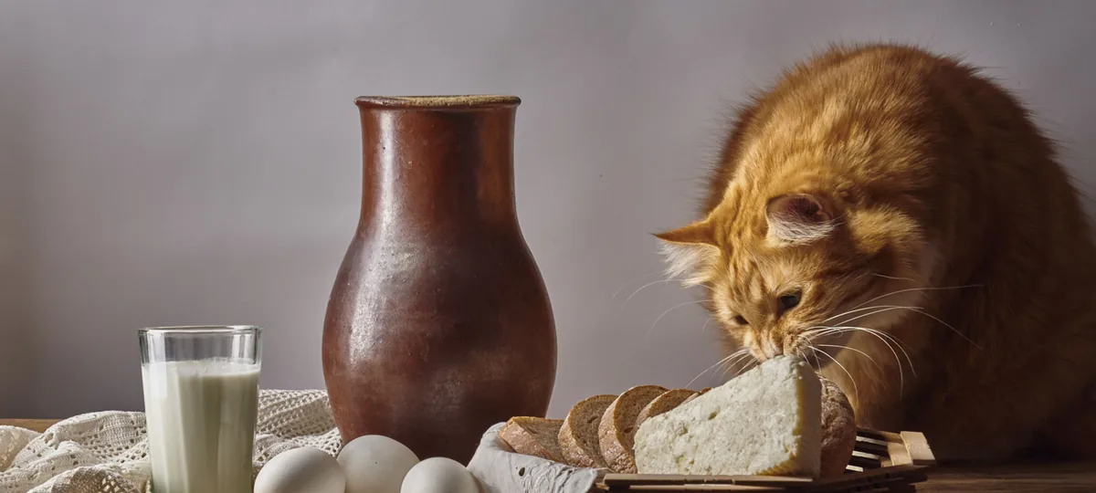 can cats eat bread