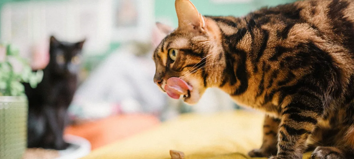 can cats eat cheese