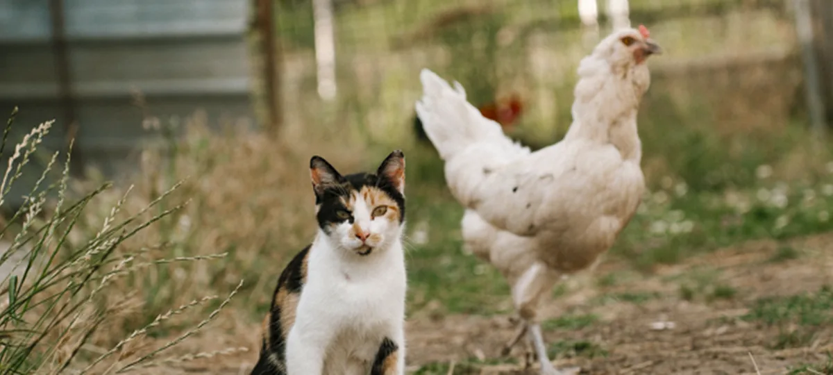 can cats eat chicken