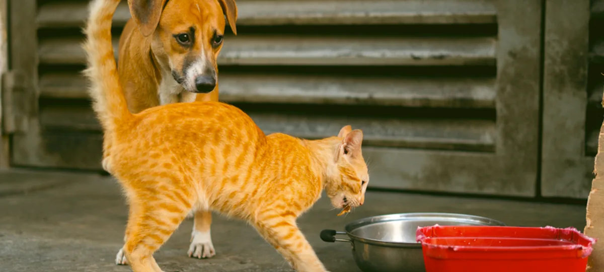 can cats eat dog food