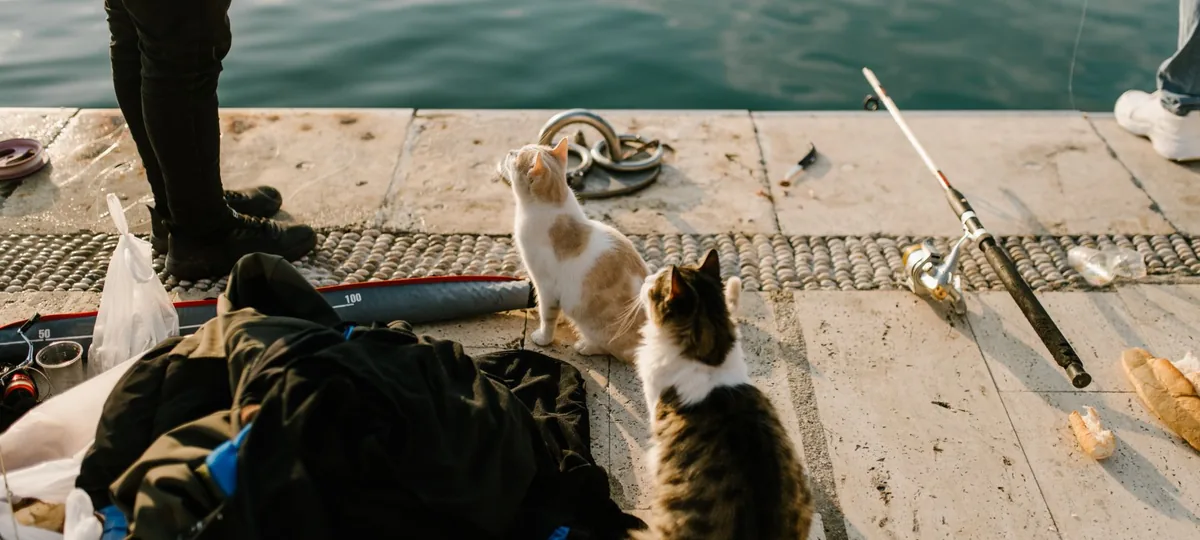 can cats eat tuna