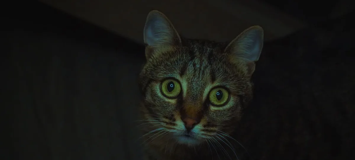 can cats see in the dark