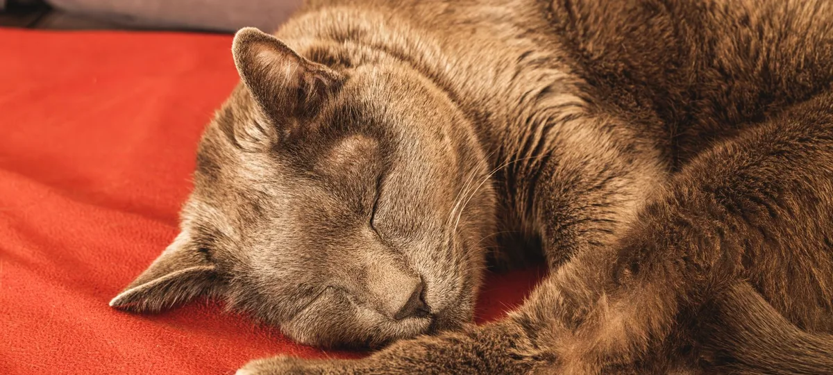 do cats dream