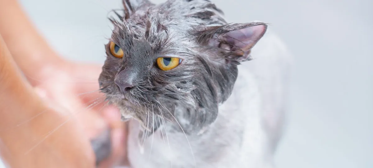 do cats hate water