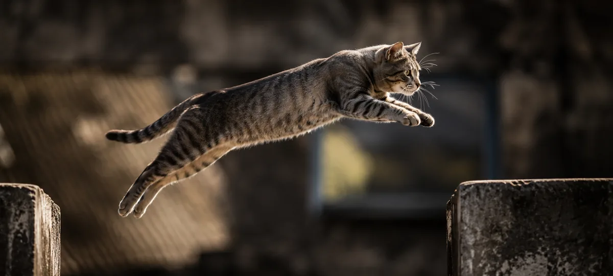do cats really have nine lives