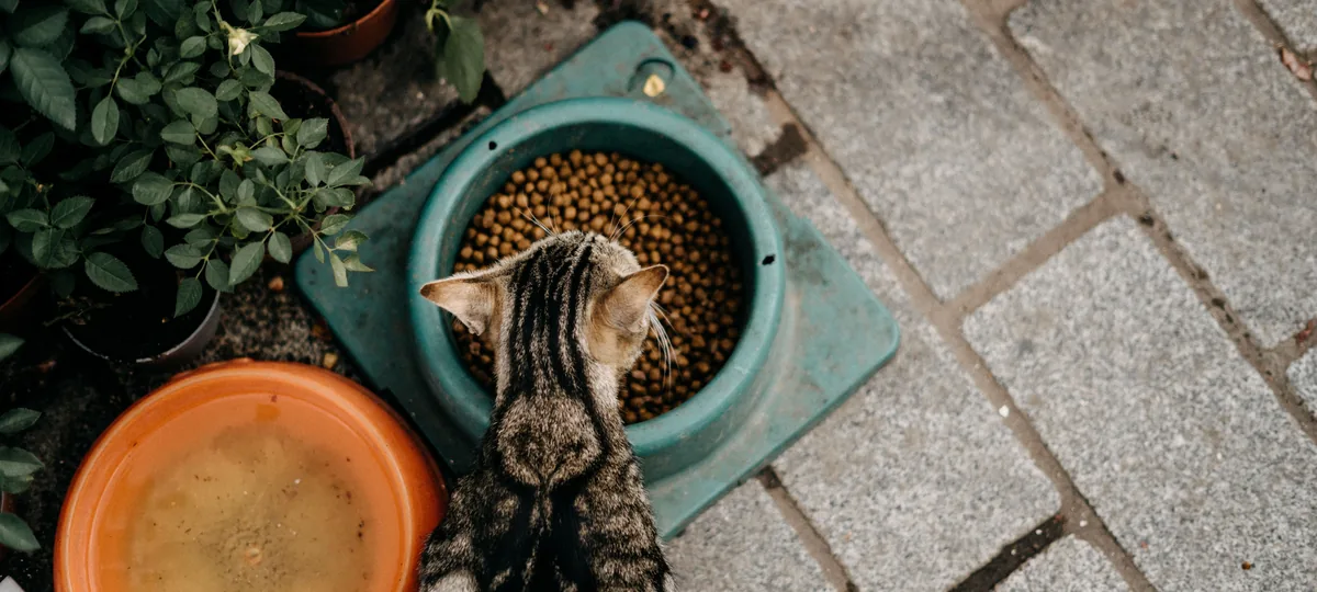 how much should i feed my cat