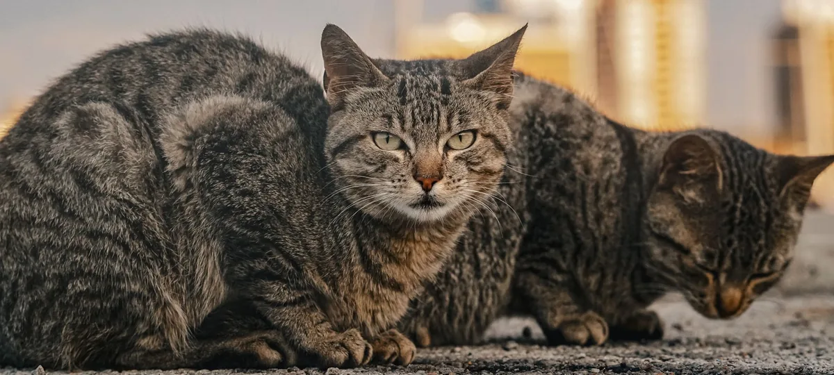 how to introduce two cats