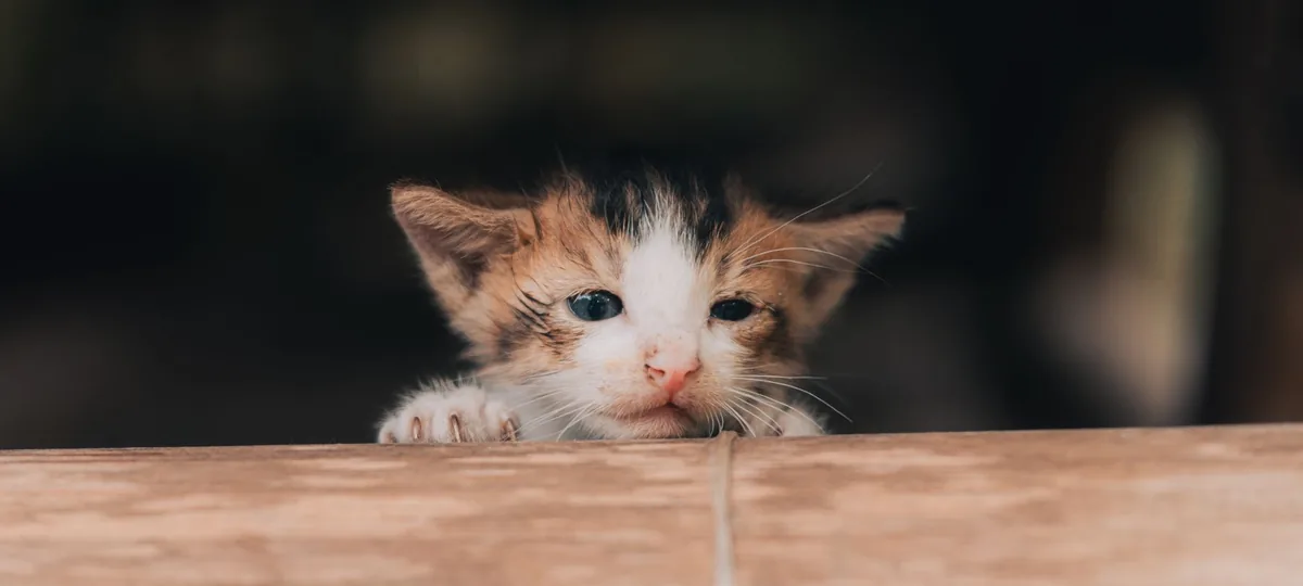 how to take care of a kitten