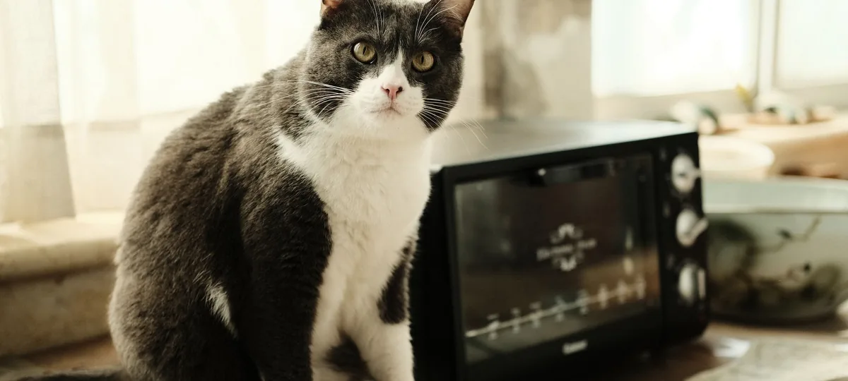 what foods are toxic to cats