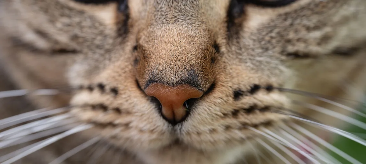 why do cats have whiskers