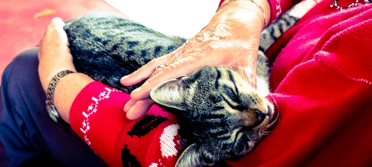 why do cats purr